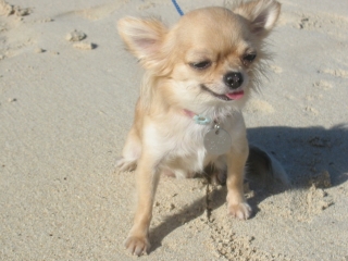 Mimi at the beach