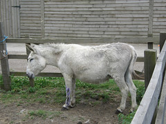 Toffee - Ferny Hill Farm's Donkey
