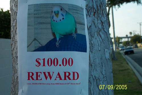 lost bird reward