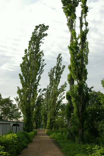 Hokkaido University row of poplar trees