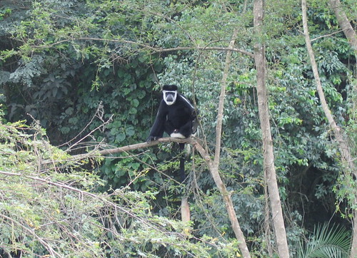 Calabas Monkey on Kampala road