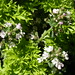 2005-07-12 008 Parsley, Blank, Blank-bly and Thyme.