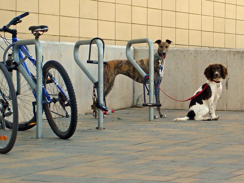 dogs-and-bike