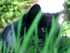 Miss Cat, 12 juillet 2005