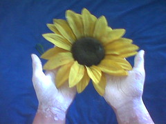 Sunflower for peace
