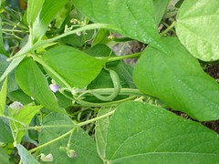 garden-bean