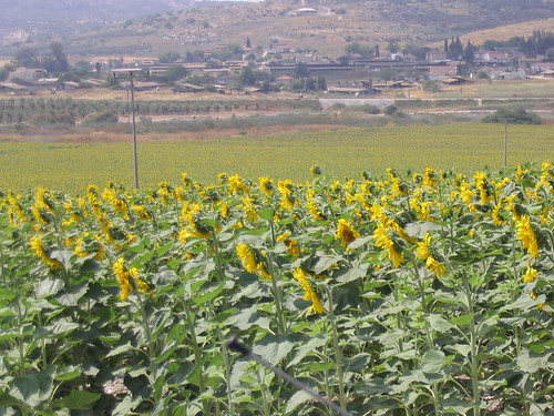 20050526_sunflowers0015