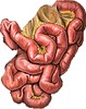 小腸