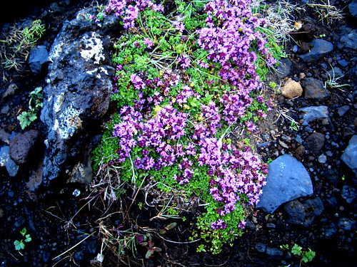 purpleflowersdyerholler