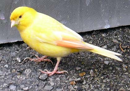 YellowBird2
