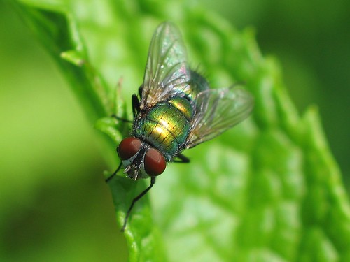 Another Green Bottle Fly