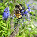 Vie-d'abeille-II