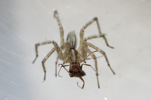 Funnel Spider and prey 3