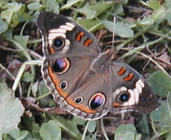 butterfly 2