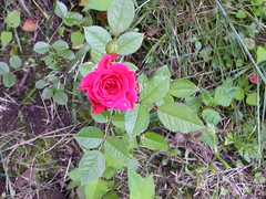 Cindy's Rose