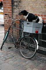 Hund und Fahrrad