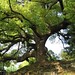 kyoto tree