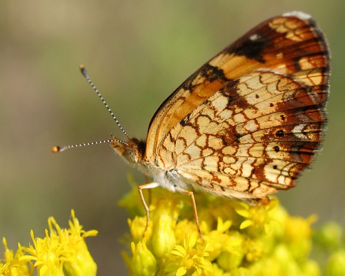 Butterfly on Goldenrod