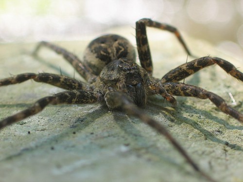 Fishing spider frontal view