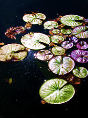 the secret world of lily pads