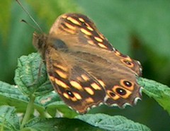 papillon, aout 2005
