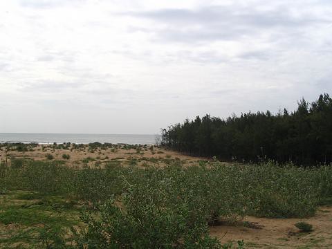 Beach View with Bamboo trees