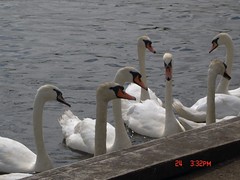 Swans at Lochwinnoch, Scotland