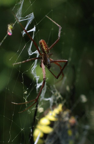 Male Black and Yellow Argiope