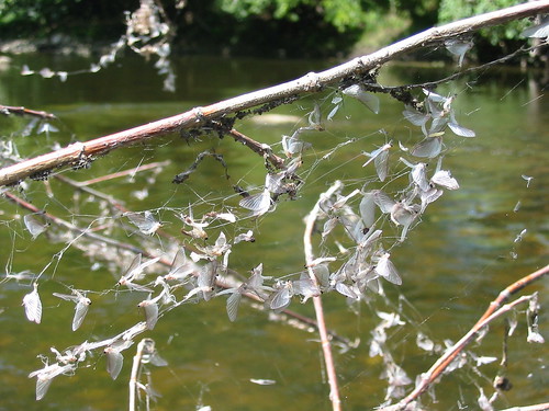 Shiawassee whiteflies