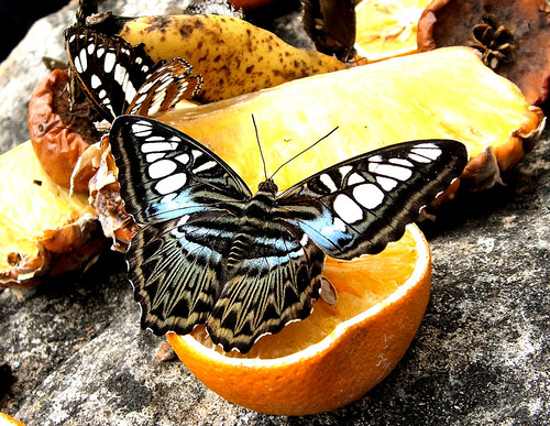 ButterflyFruit