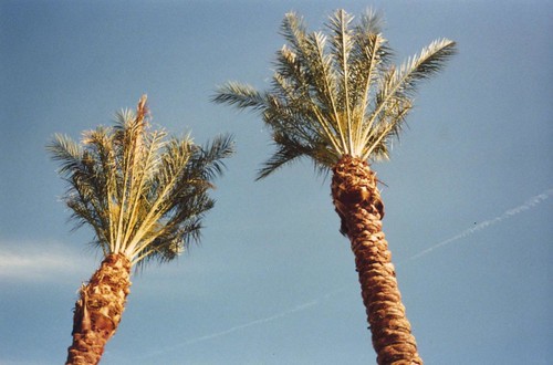 Pair of Palm trees