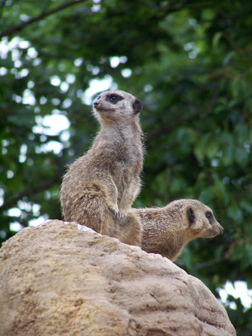 meerkats UP