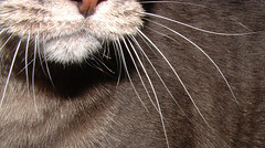 grey cat's whiskers