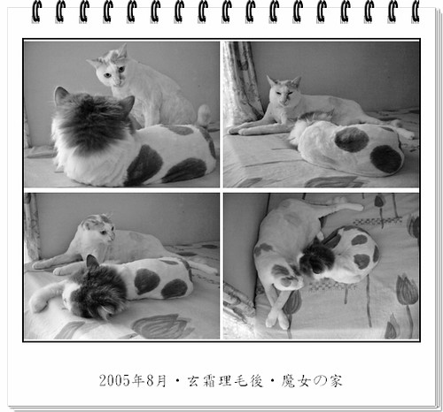 200508玄霜理毛04