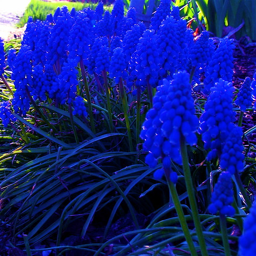 Saturated Grape Hyacinth by Terry Bain