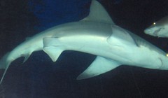 shark tank (11)