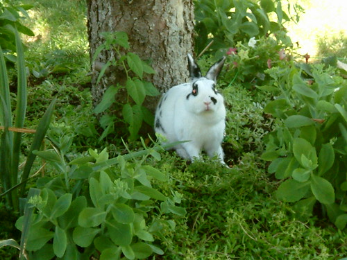 rabbit garden 5
