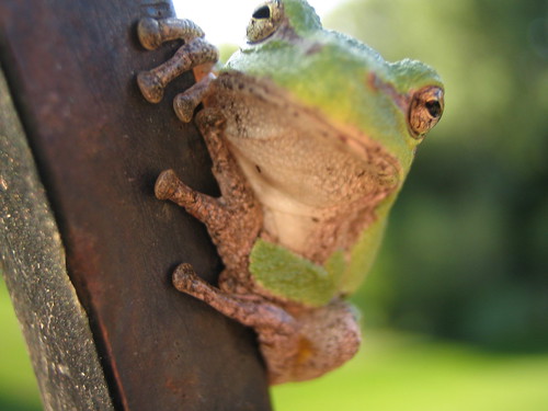 Daytime Tree Frog 4