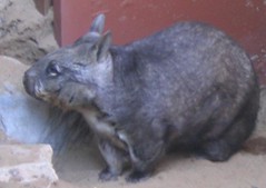 25 wombat