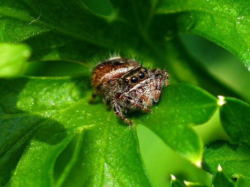 Phidippus clarus female hiding out on Parsley leaf