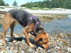 Maggie sniffs seaweed at Bracy Cove