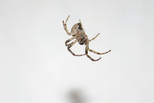 Hungarian Macro Spider