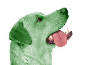 Retrato de un perro verde